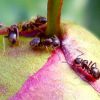 Как избавиться от муравьев на даче