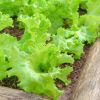 Как вырастить салат на подоконнике или балконе