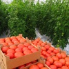 Как правильно пасынковать помидоры в открытом грунте и теплице