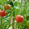 Почему сохнут листья у помидоров в теплице