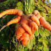 Почему морковь рогатая и корявая