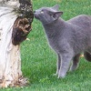Русская голубая кошка: особенности породы