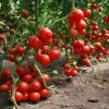 Как удобрять помидоры дрожжами