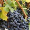 Как правильно обрезать виноград летом и осенью