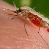 Домашнее средство от комаров 