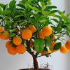 Как вырастить мандариновое дерево дома