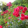 Как выращивать кустовые розы: правила ухода