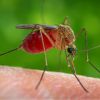 Борьба с комарами на даче – эффективные методы