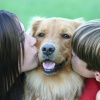 Почему нельзя целовать домашних животных?