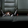 Перевозка собак в машине