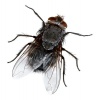 Как избавиться от мух в доме