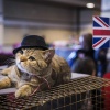История кошек в Великобритании