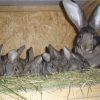 Почему крольчихи съедают своих крольчат