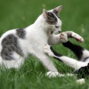 Как кошки нападают и защищаются