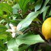 Осыпаются листья с лимона - проанализируем ошибки