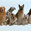 Шесть профессий, которые покорились собакам