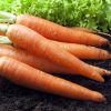 Как посеять морковь: 2 секрета урожайности