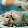 Стоит ли стерилизовать кошку?