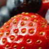 Клубника "Зефир": сорт ягод для души и бизнеса