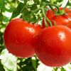 Как вырастить хорошие томаты