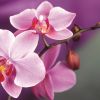 Как лучше всего пересаживать орхидеи