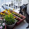 Как превратить маленький балкон в сказочный цветущий садик