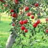 Как привить яблоню черенком?