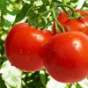 Как собрать хороший урожай томатов