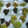 Разновидности винограда для огорода
