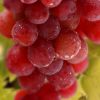 «Блестящий» сорт винограда