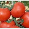 Универсальный сорт томатов "Толстой F1"