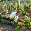 Уход за виноградом в весенний период