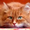 Приметы про рыжих котов
