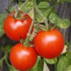 Как нужно пасынковать помидоры