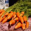 Как обрезать ботву у моркови для хранения