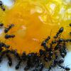 Как избавиться от муравьев в квартире самостоятельно