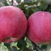 Как посадить яблоню "Красное раннее" и как правильно за ней ухаживать?