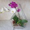 Как высадить орхидею в стеклянный флорариум 