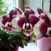 Почему не цветет орхидея в домашних условиях