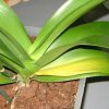 Почему желтеют листья у орхидеи в домашних условиях