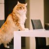 Как отучить кошку от привычки лазить на стол