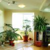 Какие растения создают положительную энергетику в доме 
