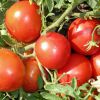 Как вырастить помидоры сорта «Монгольский карлик»
