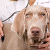 Как правильно ставить ударение в слове «ветеринария»