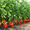 Какие сорта томатов дают самый большой урожай
