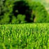 Как самостоятельно вырастить идеальный газон