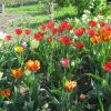 Как добиться обильного цветения тюльпанов