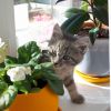 Как отучить кошку лазить в горшки с цветами