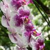 Как заставить орхидею роскошно цвести