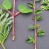 Черенкование как способ размножения растения: правила и нюансы
